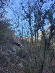 Tillandsia usneoides