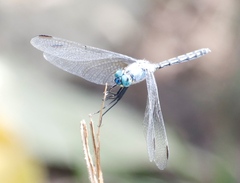 Trithemis stictica
