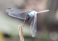 Trithemis stictica