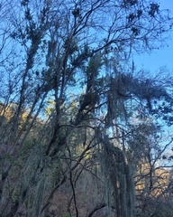 Tillandsia usneoides