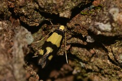 Opogona comptella