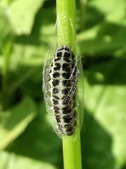 Zygaena lonicerae