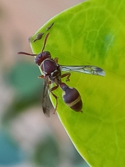 Ropalidia variegata