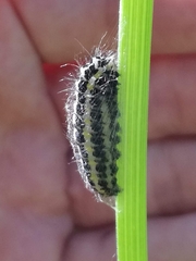Zygaena lonicerae