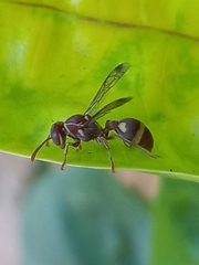 Ropalidia variegata