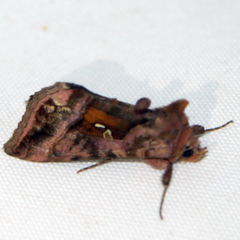 Autographa jota