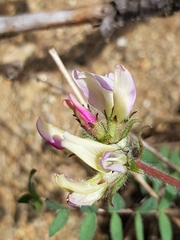 Oxytropis sordida