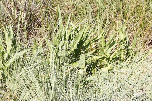 Zantedeschia albomaculata