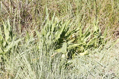 Zantedeschia albomaculata