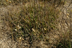 Plantago carnosa