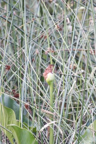 Zantedeschia albomaculata