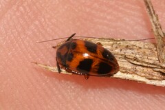 Diaperinae