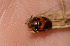 Diaperinae