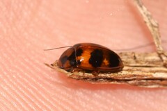 Diaperinae