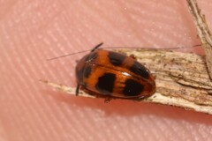 Diaperinae