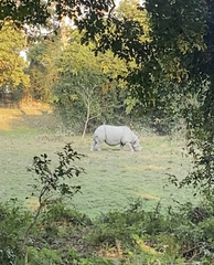 Rhinoceros unicornis