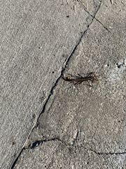 Anisomorpha buprestoides