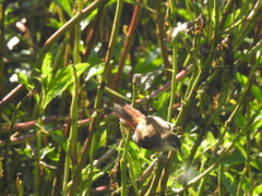 Certhiaxis cinnamomeus