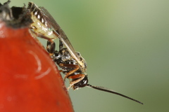 Orthopelma mediator