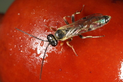 Orthopelma mediator