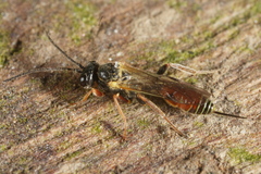 Orthopelma mediator