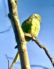 Psittacula krameri
