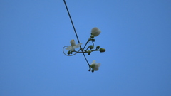 Cardiospermum corindum