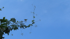 Cardiospermum corindum