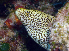 Gymnothorax meleagris