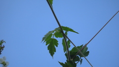 Cardiospermum corindum