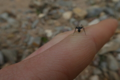 Liophrurillus flavitarsis