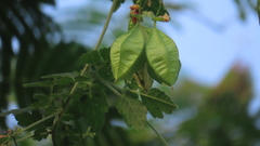 Cardiospermum corindum