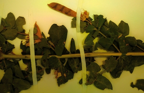Hex Silverpea (Xiphotheca cordifolia)