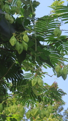 Cardiospermum corindum