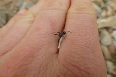 Liophrurillus flavitarsis