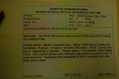 Xiphotheca cordifolia