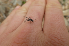 Liophrurillus flavitarsis