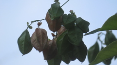 Cardiospermum corindum