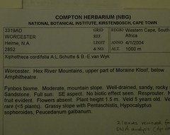 Xiphotheca cordifolia