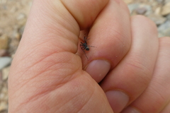 Liophrurillus flavitarsis
