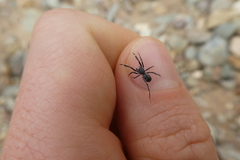 Liophrurillus flavitarsis