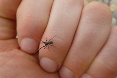 Liophrurillus flavitarsis