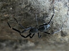 Liophrurillus flavitarsis
