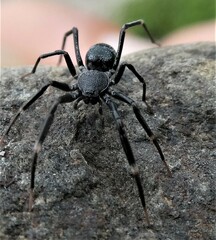 Liophrurillus flavitarsis