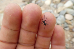 Liophrurillus flavitarsis