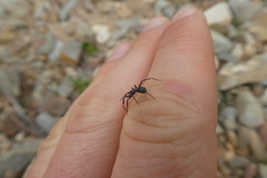 Liophrurillus flavitarsis