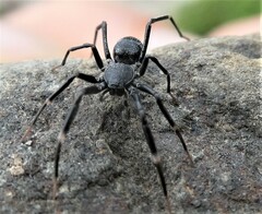 Liophrurillus flavitarsis