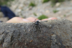 Liophrurillus flavitarsis