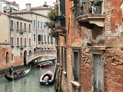 Columba livia domestica