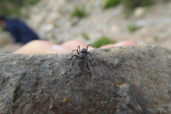 Liophrurillus flavitarsis